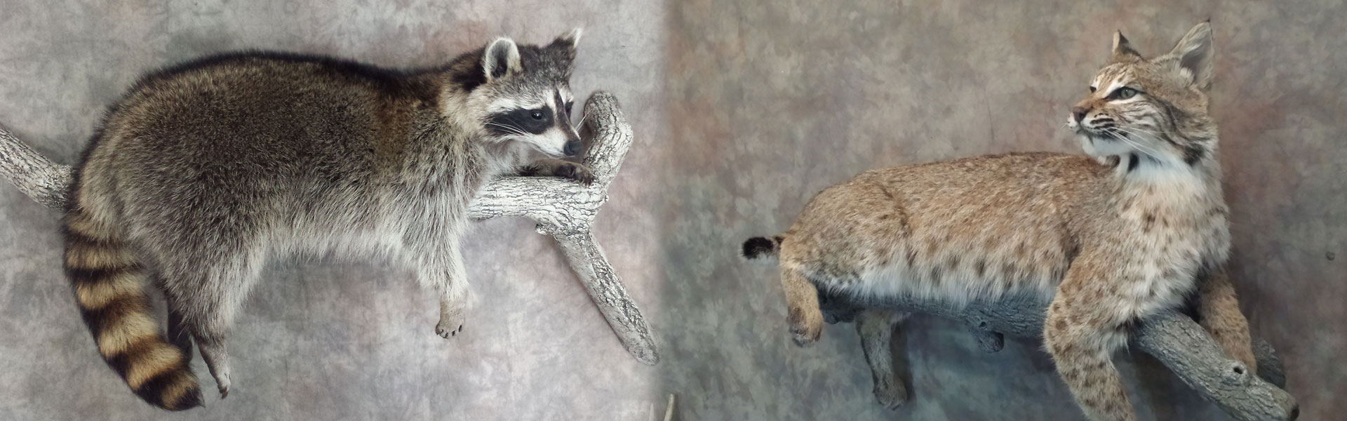 Taxidermy in Missouri