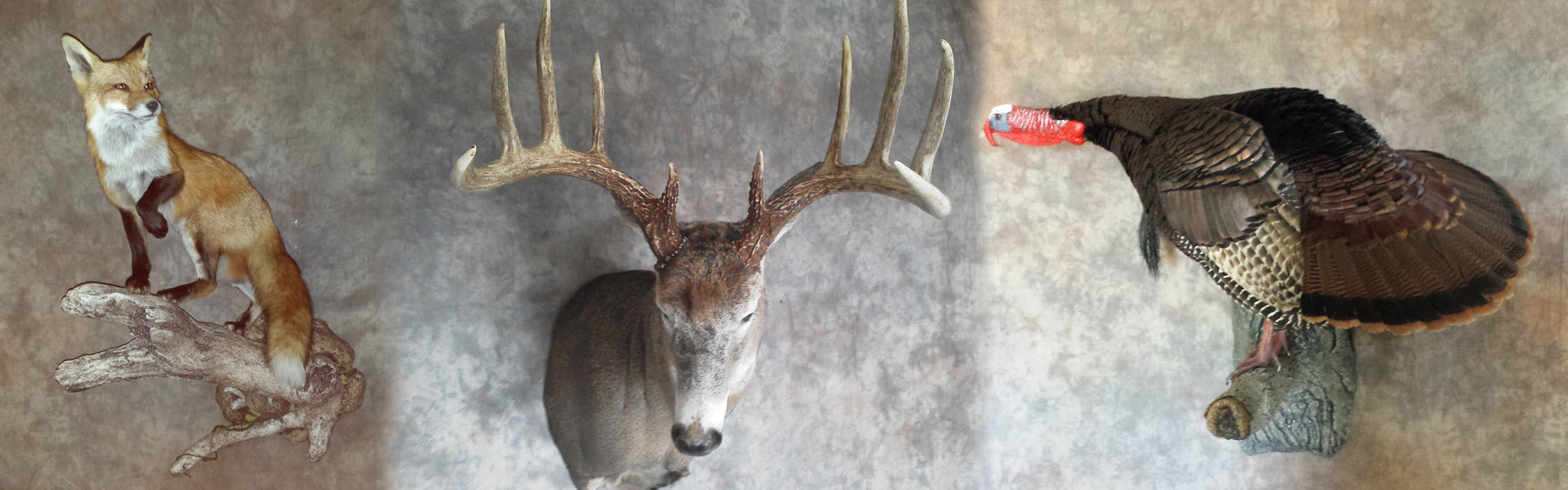 Missouri Taxidermist